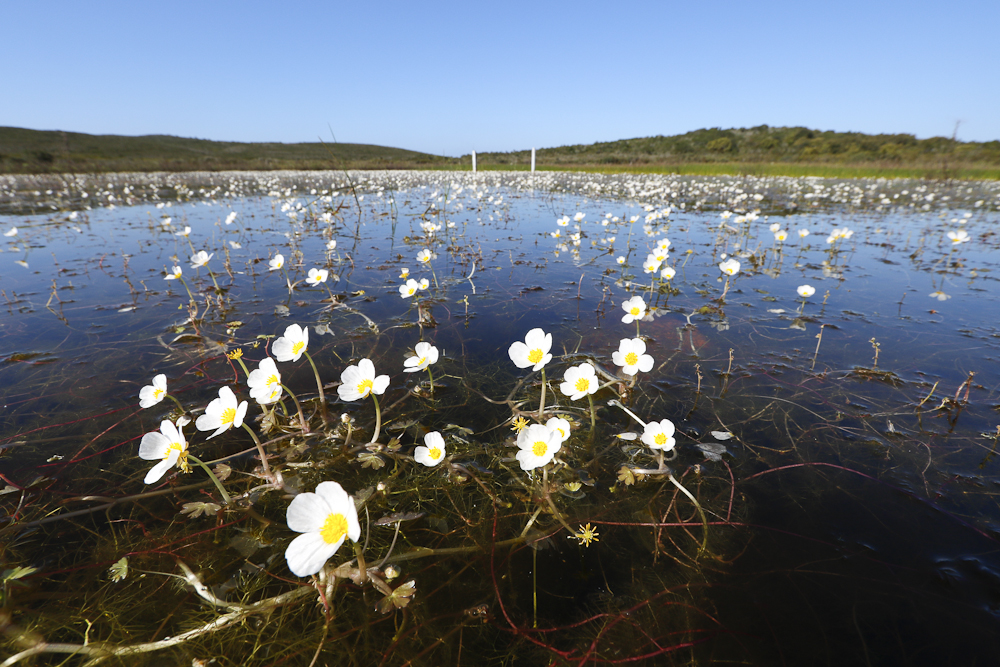 Vue de Ranunculus peltatus au premier plan de la mare de Padule Maggiore